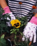 Flores