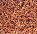 PieDeCria